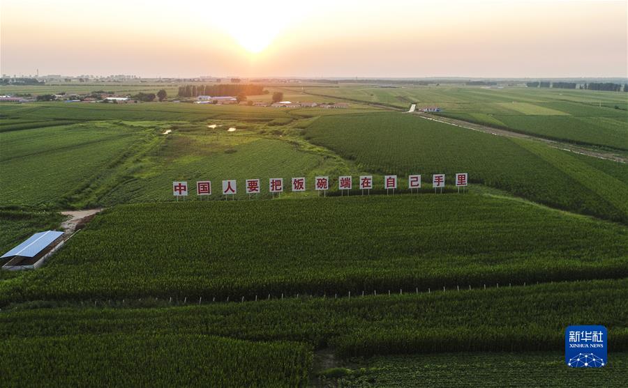 这是2020年7月23日拍摄的吉林省梨树县国家百万亩绿色食品原料(玉米)标准化生产基地核心示范区(无人机照片)。新华社记者 许畅 摄